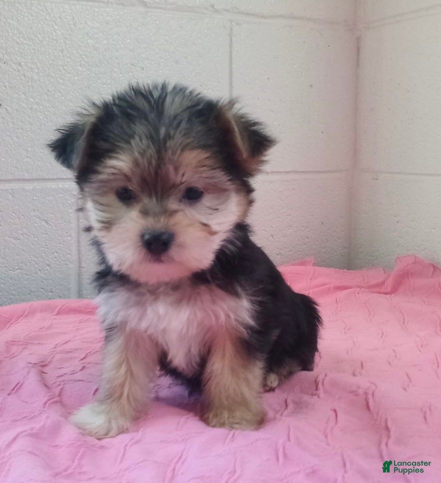 Morkie dogs Zoey - Ad 15