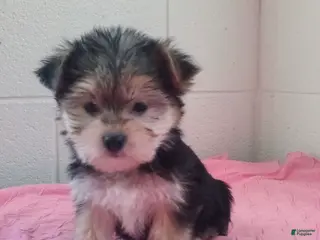 Morkie dogs Zoey - Ad 15