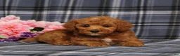 Miniature Poodle dogs for sale: AKC Quartz - Ad 2