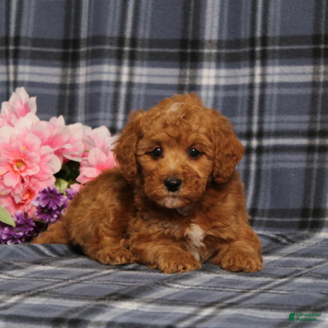 Miniature Poodle dogs for sale: AKC Quartz - Ad 2
