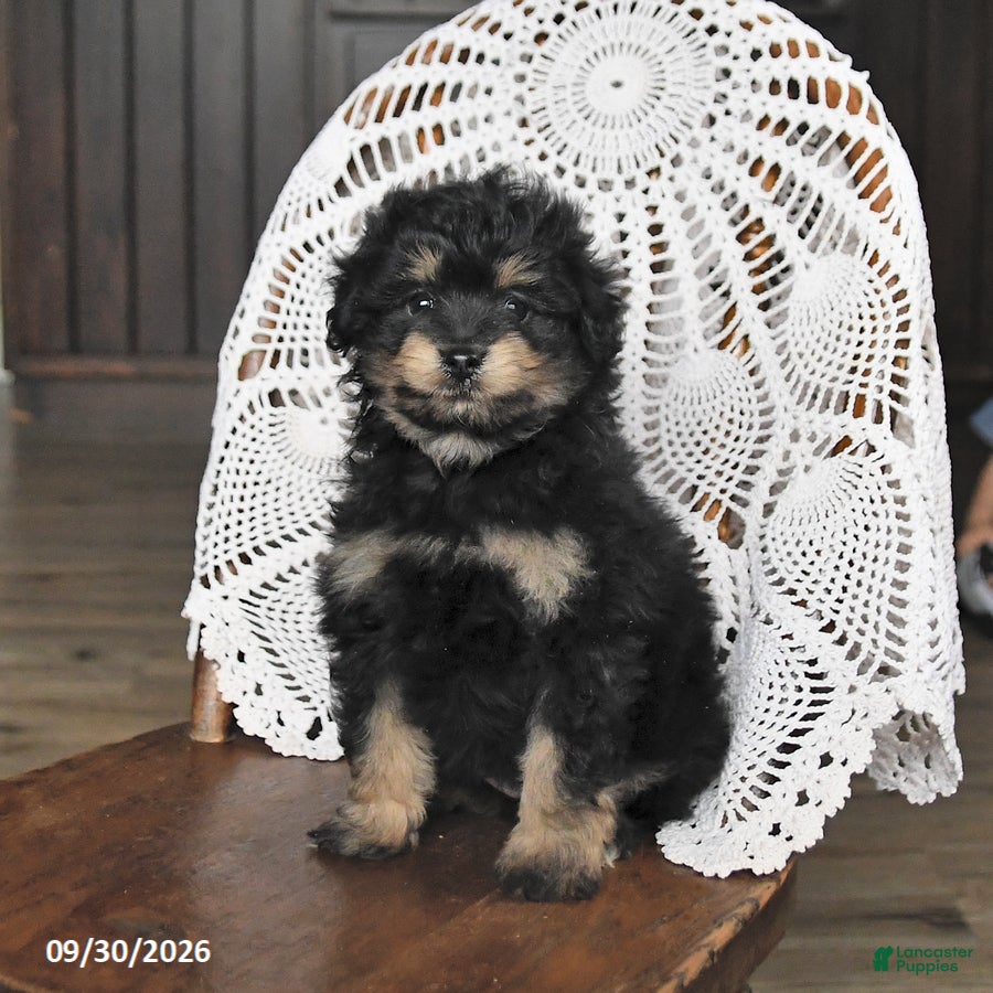 Pomapoo dogs Muffin - Ad 1