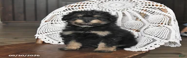 Muffin