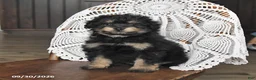 Pomapoo dogs for sale: Muffin - Ad 1