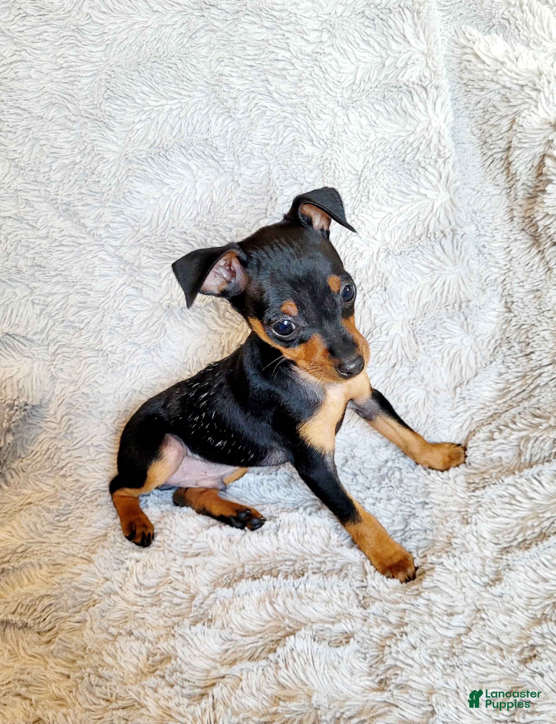 Miniature Pinscher dogs Buzz  - Ad 16