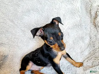 Miniature Pinscher dogs Buzz - Ad 24