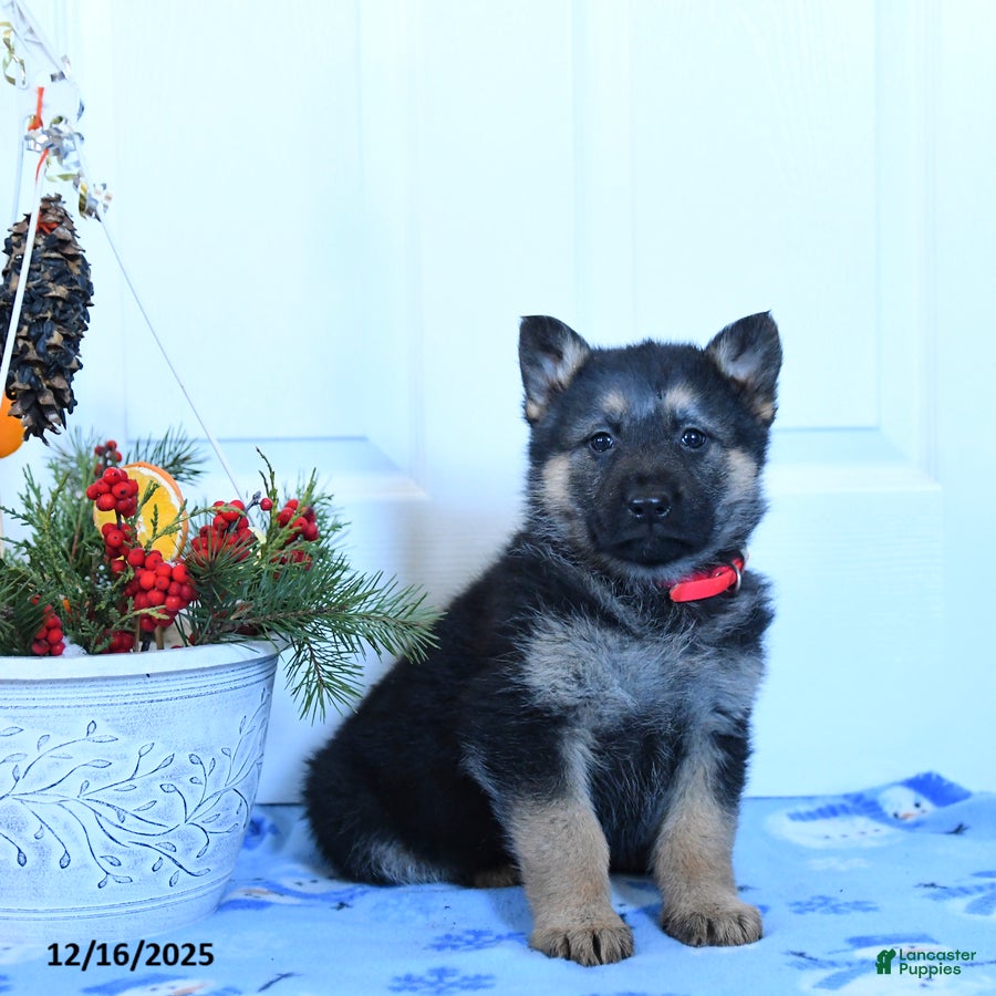 German Shepherd dogs Gloria - Ad 2