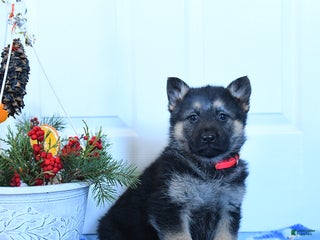 German Shepherd dogs Gloria - Ad 2