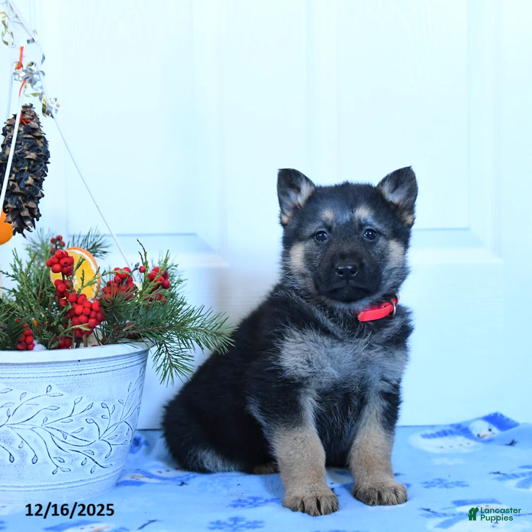 German Shepherd dogs for sale: Gloria - Ad 1