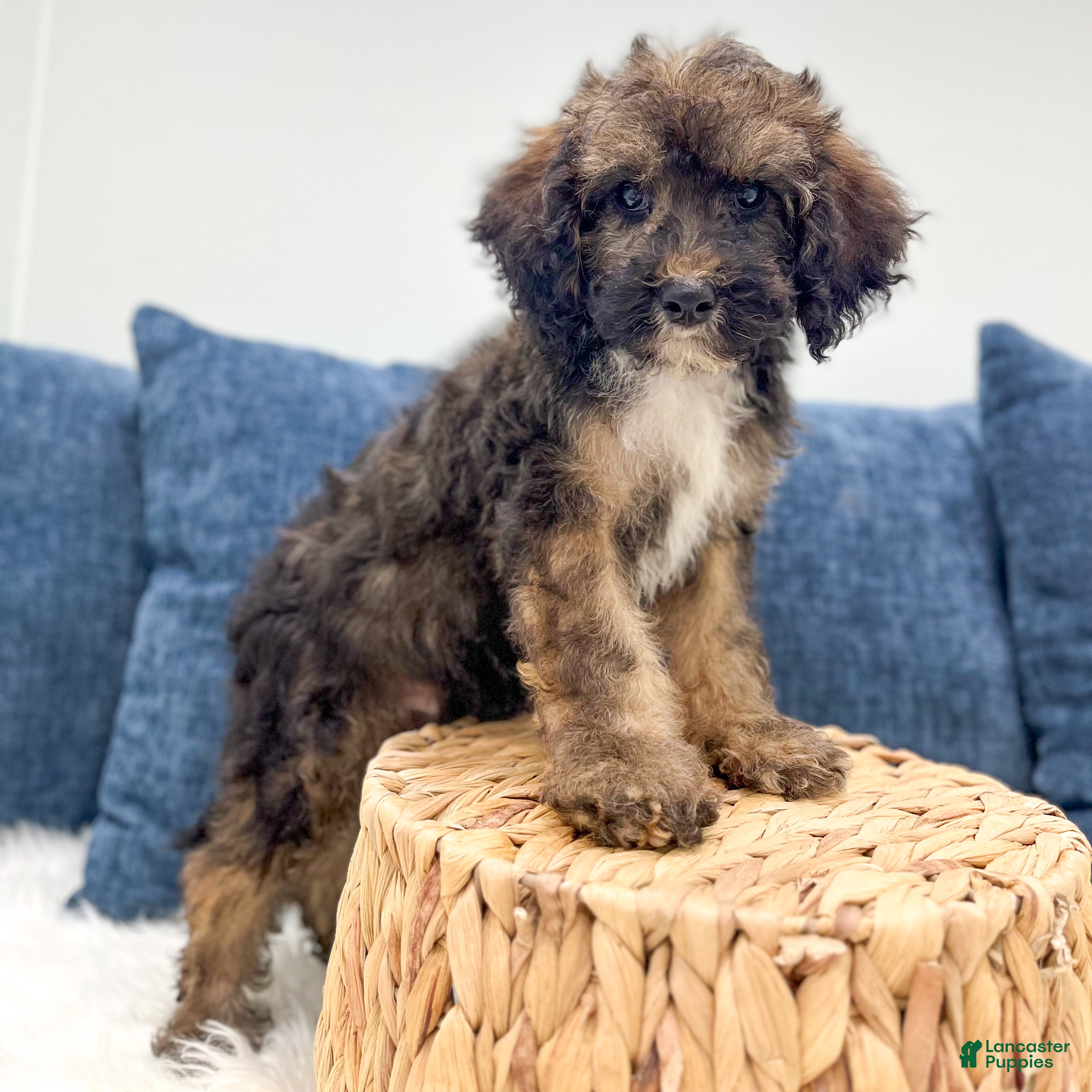 Miniature Poodle dogs Smoky - Ad 2