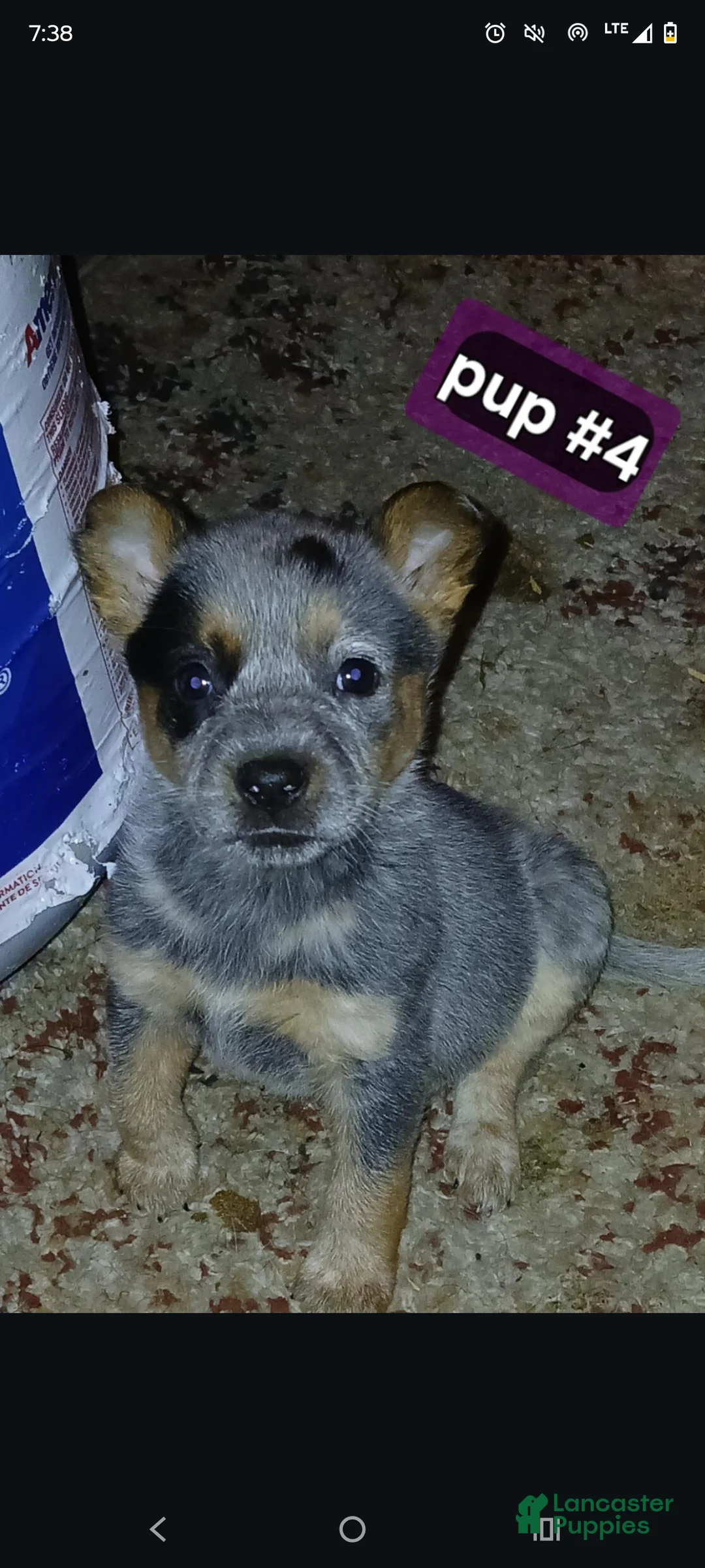 Australian Cattle Dog dogs for sale: Australian Cattle Dog Puppy 3 - Ad 2