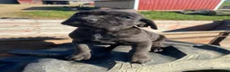 Cane Corso dogs for sale: Cookie - Ad 3