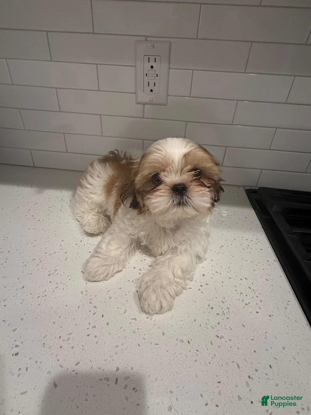 Shih Tzu dogs for sale: Shih Tzu 1 - Ad 2