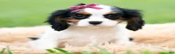 Cavalier King Charles Spaniel dogs for sale: Missy - Ad 5