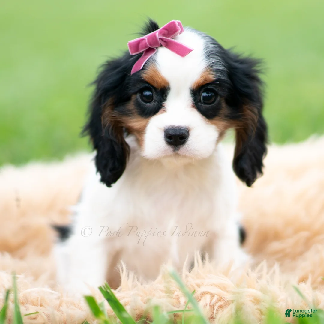 Cavalier King Charles Spaniel dogs for sale: Missy - Ad 5
