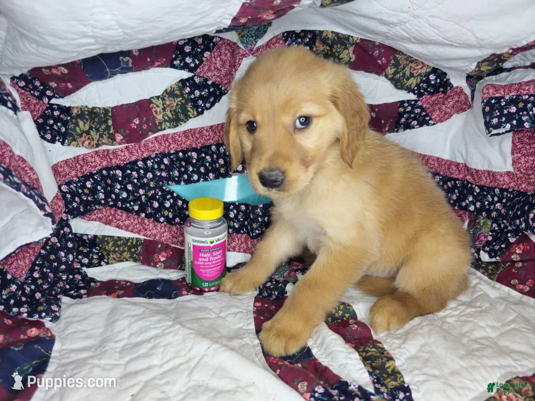 Golden Retriever dogs for sale: Bruce, male Golden Retriever Puppy - Ad 2