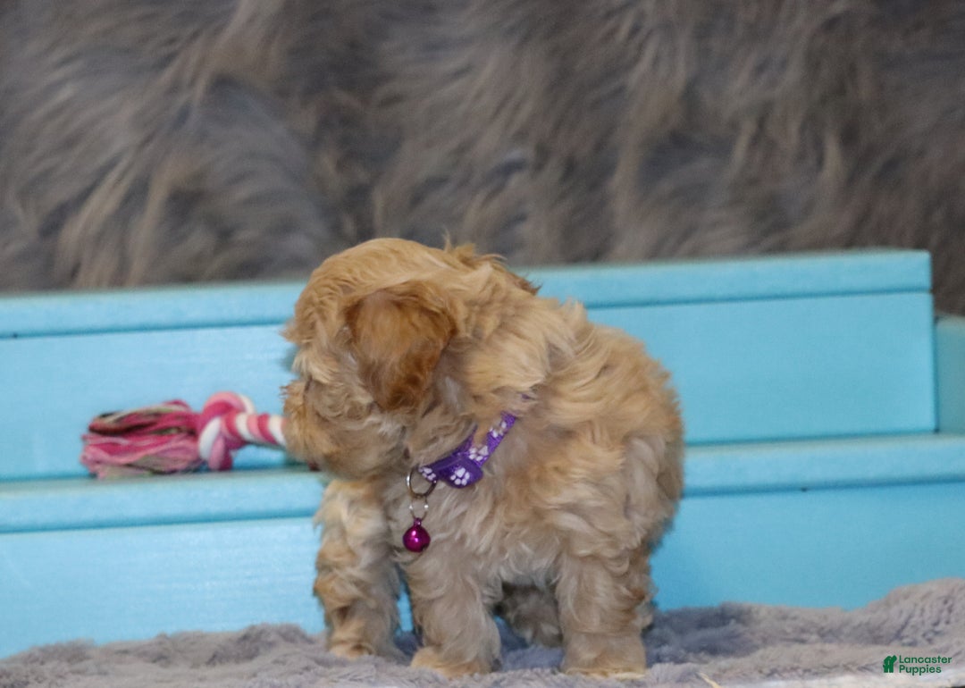 Havapoo dogs for sale: Angie👨‍👨‍👦‍👦💞🐕Miniature - Ad 4