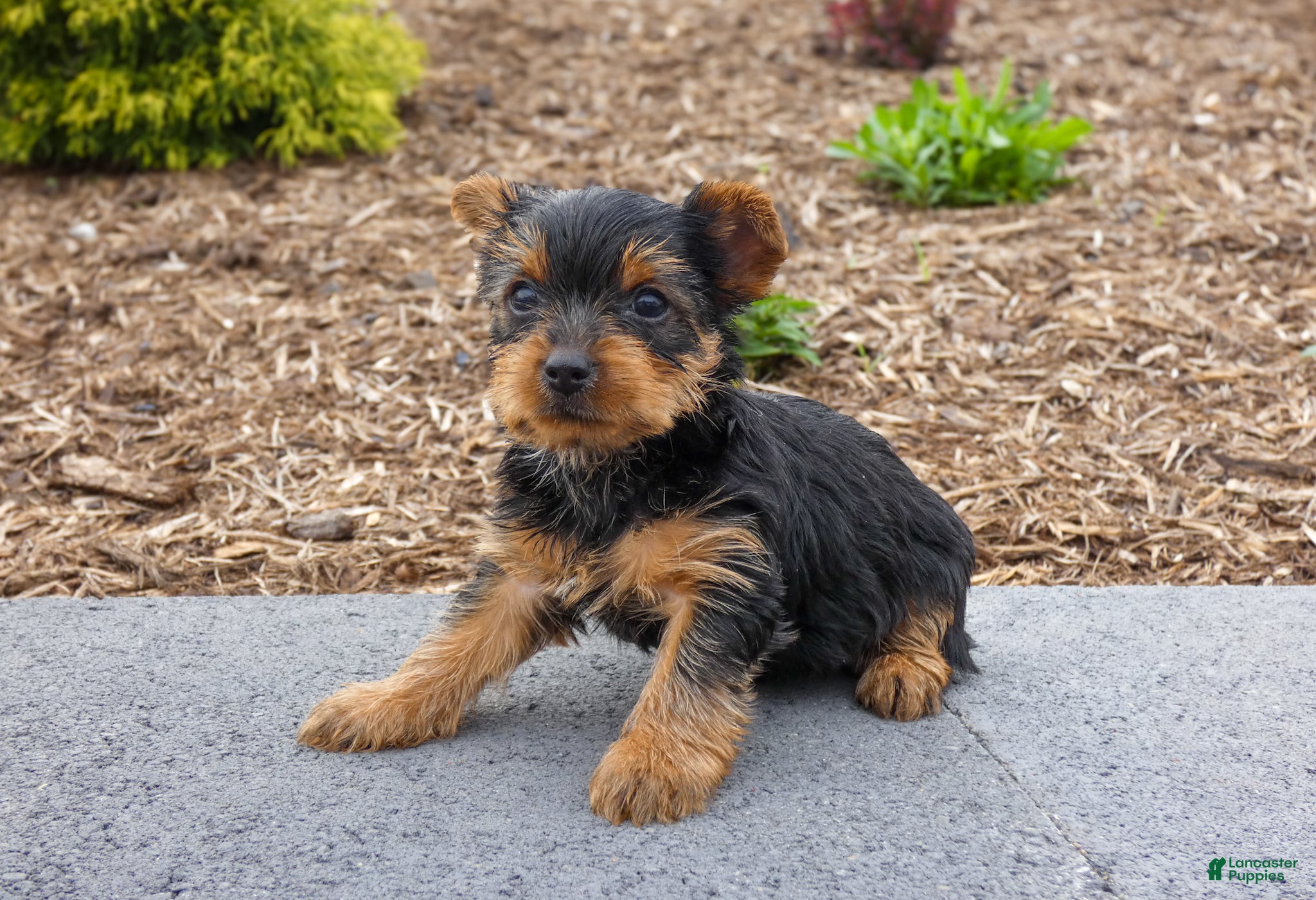 Yorkshire Terrier dogs Charlie - Ad 2