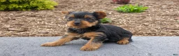Yorkshire Terrier dogs for sale: Charlie - Ad 2