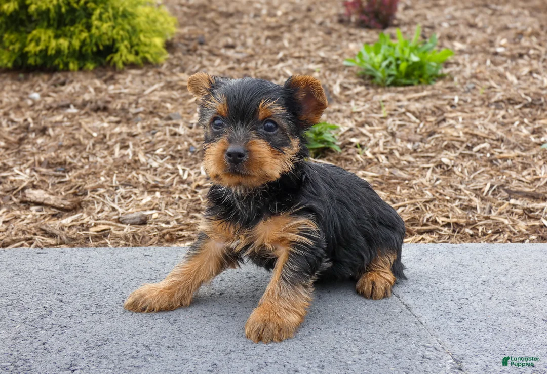 Yorkshire Terrier dogs for sale: Charlie - Ad 2