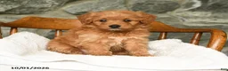 Mini Aussiedoodle dogs for sale: Ariel - Ad 4