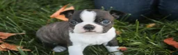 Boston Terrier dogs for sale: Cody Boston Terrier  - Ad 7