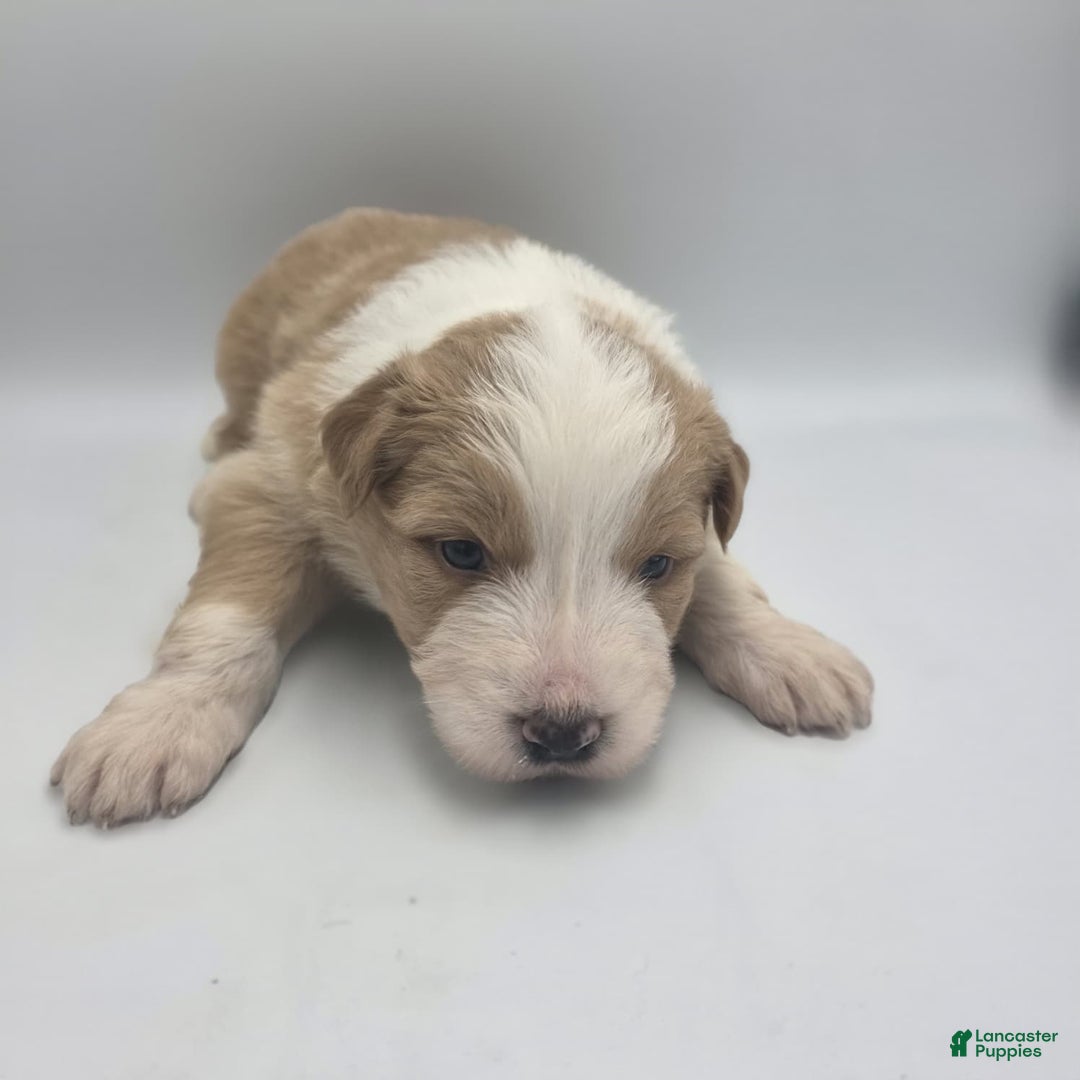 Australian Shepherd dogs for sale: Leia - Ad 4