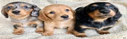 Miniature Dachshund dogs for sale: CHEESE CHEESE AND MORE CHEESE - Ad 11