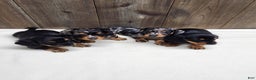 Miniature Dachshund dogs for sale: Miniature Dachshund Puppy 2 - Ad 14