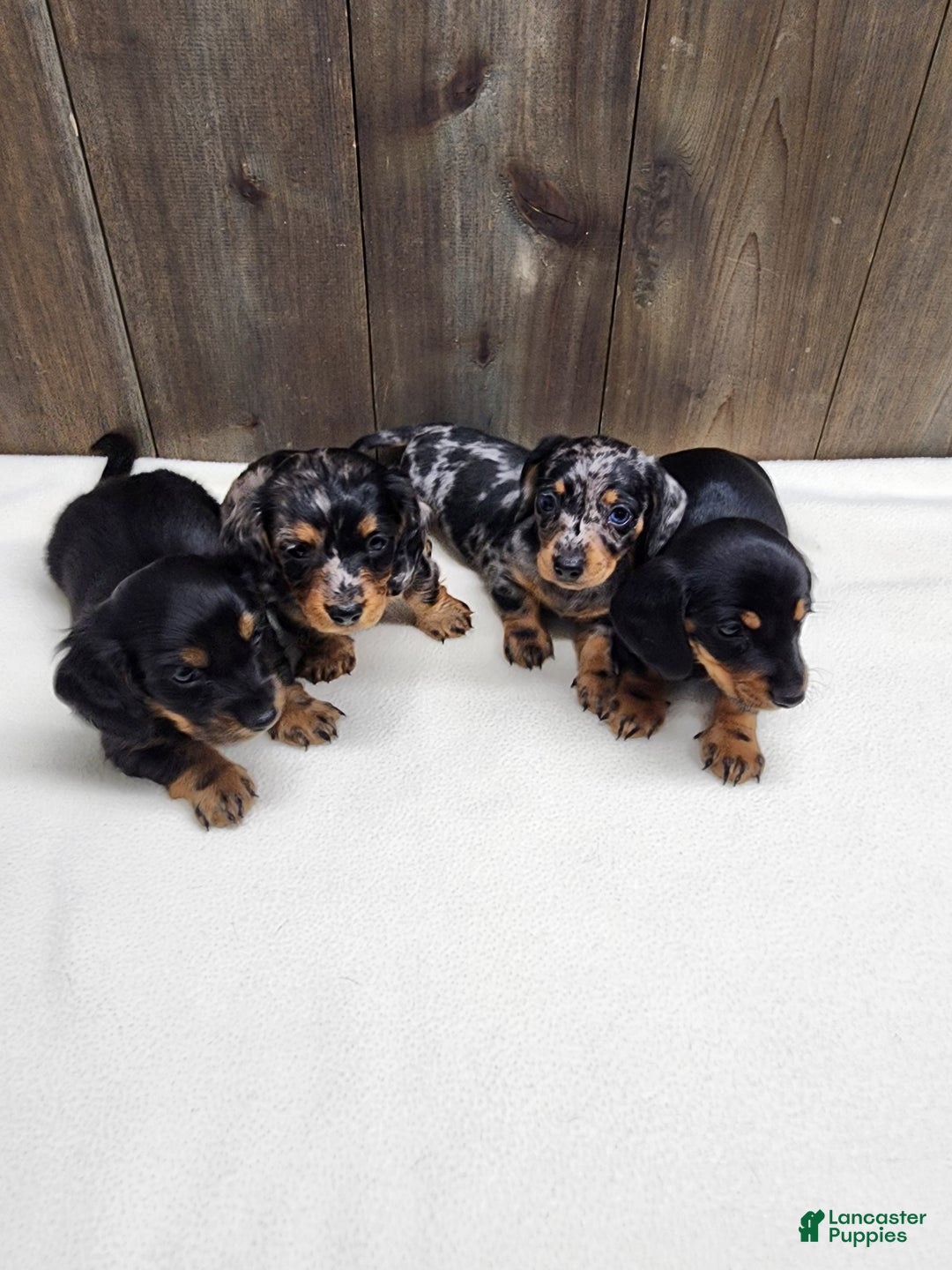 Miniature Dachshund dogs for sale: Miniature Dachshund Puppy 2 - Ad 14