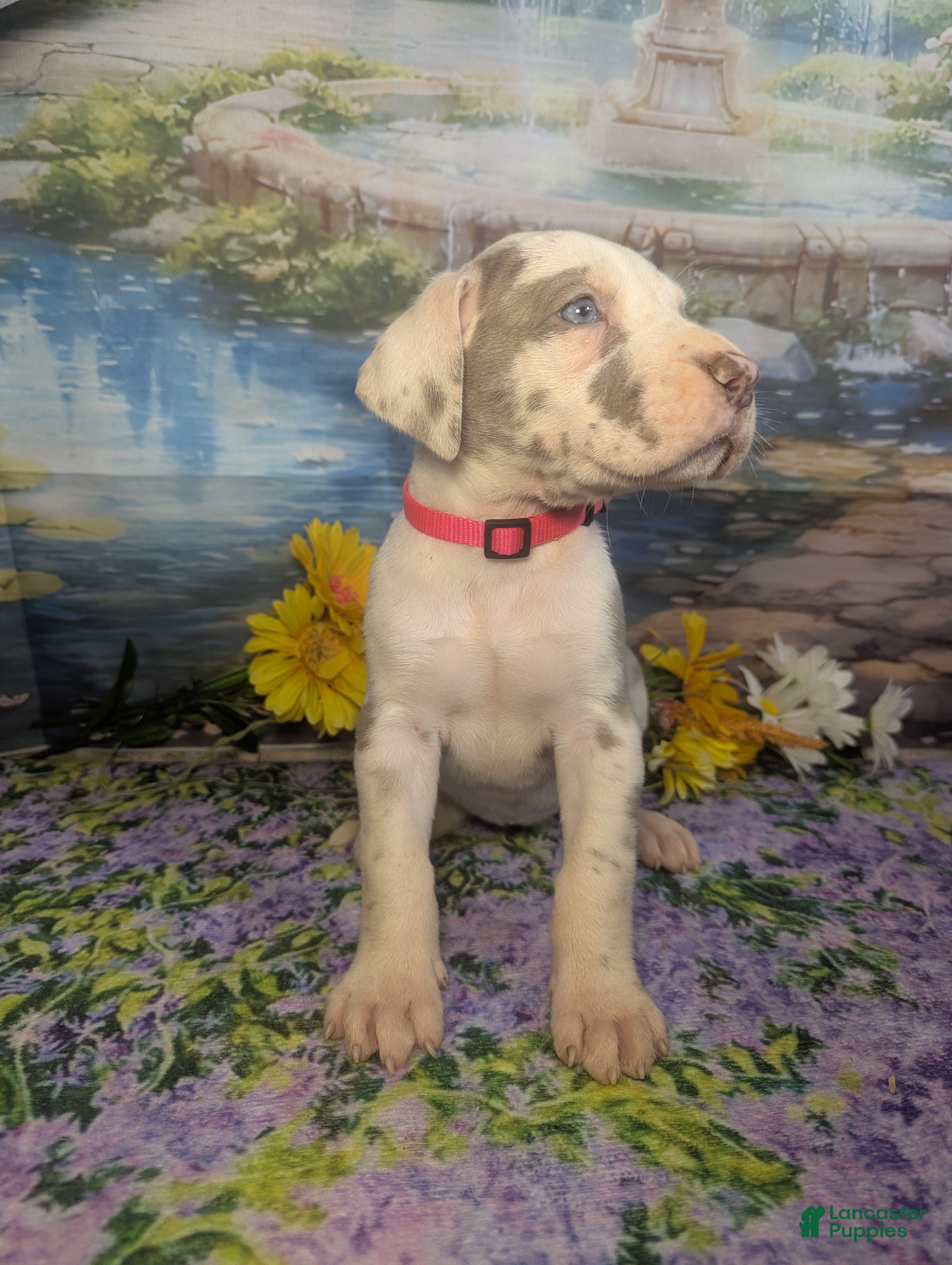 Great Dane dogs Anastasia Lilac Harlequin  - Ad 1