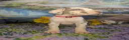 Great Dane dogs for sale: Anastasia Lilac Harlequin  - Ad 1