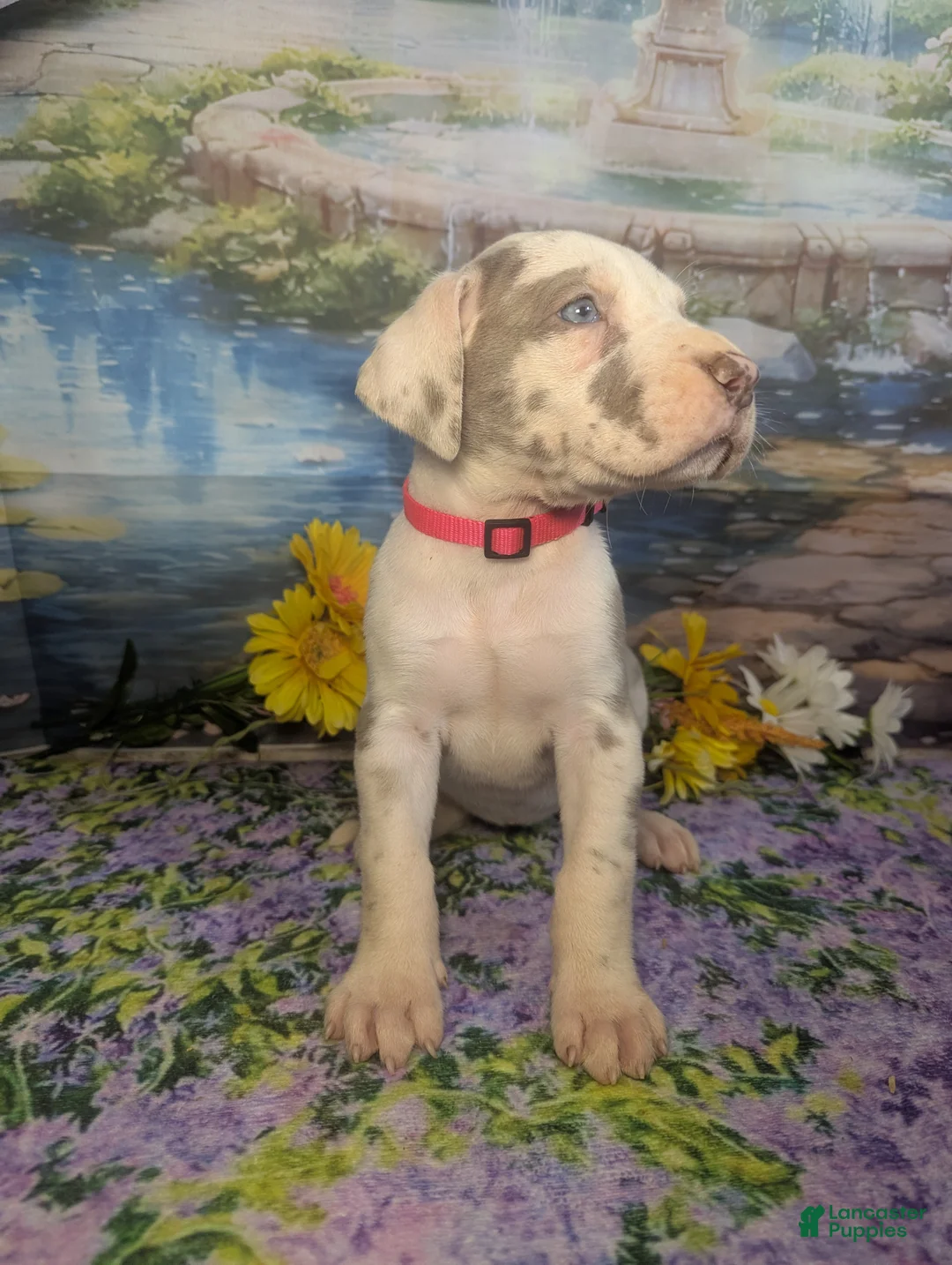 Great Dane dogs for sale: Anastasia Lilac Harlequin  - Ad 1