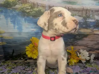 Great Dane dogs for sale: Anastasia Lilac Harlequin - Ad 3