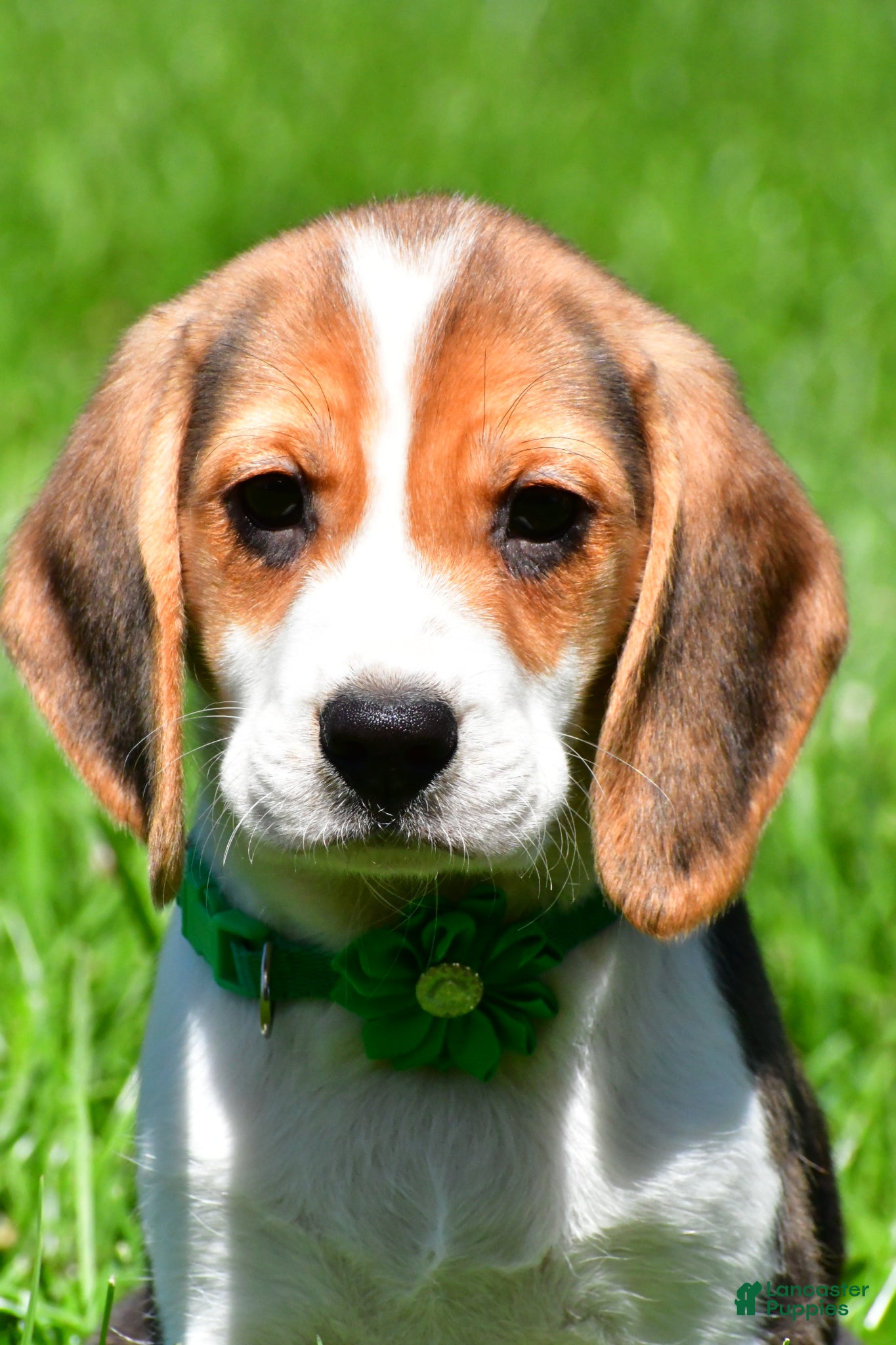 Beagle dogs Betty - Ad 2