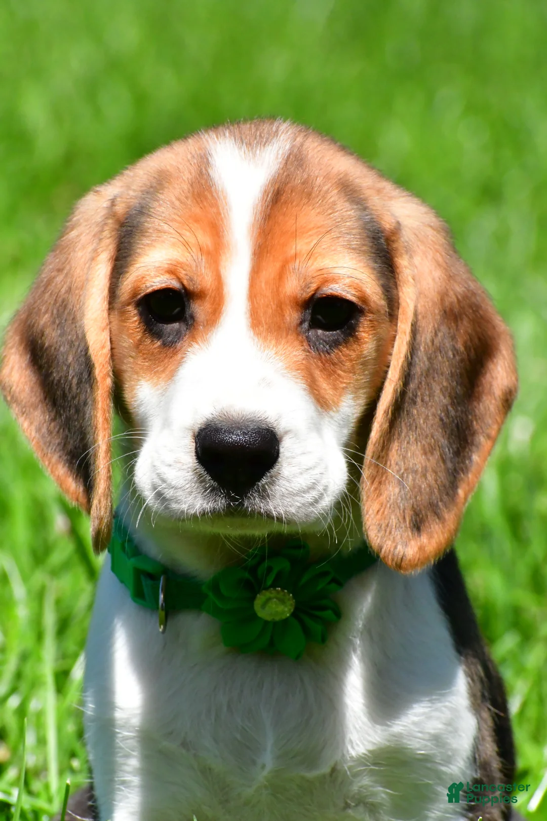 Beagle dogs for sale: Betty - Ad 2