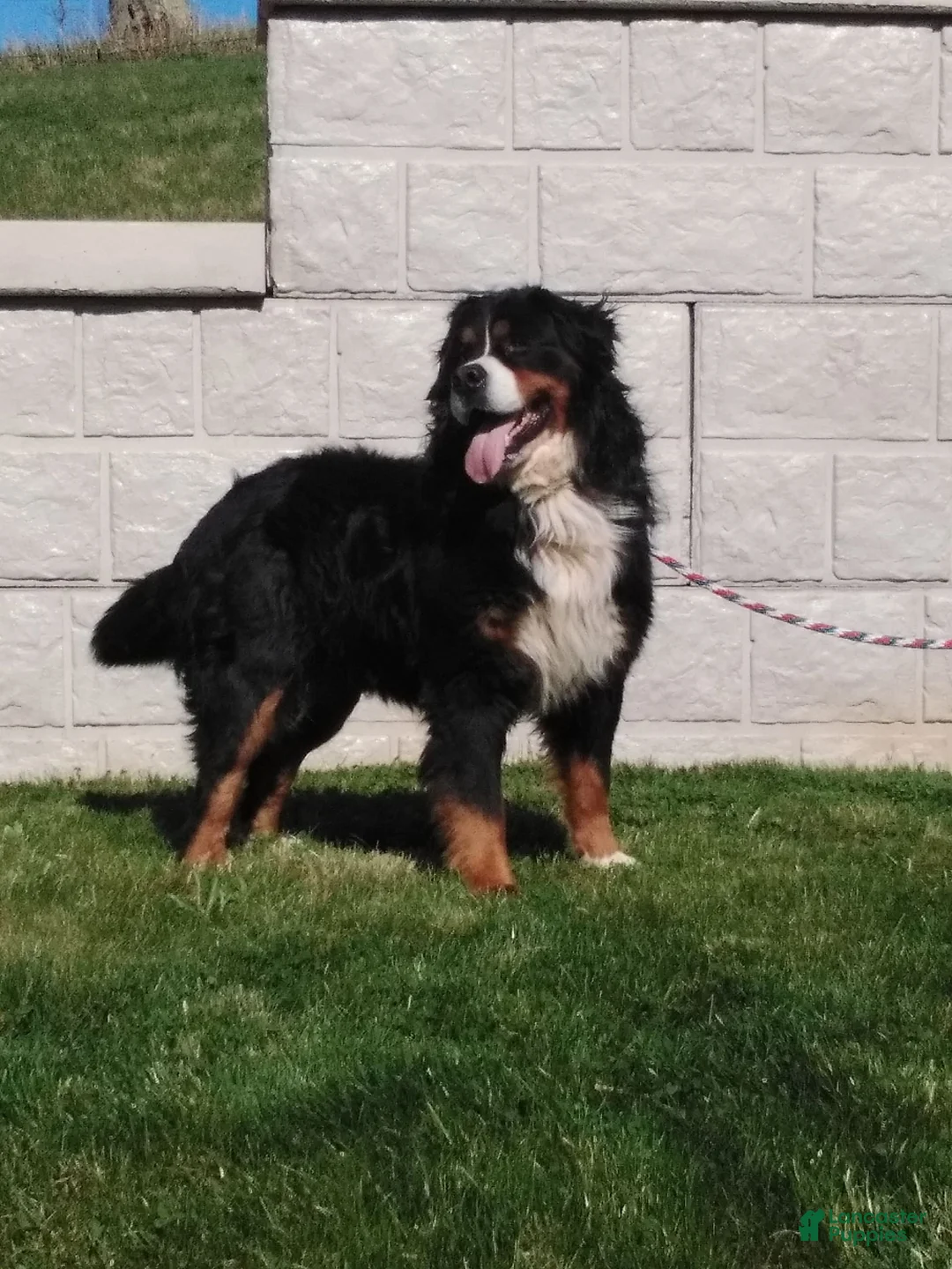 Gallery Image {{count}}