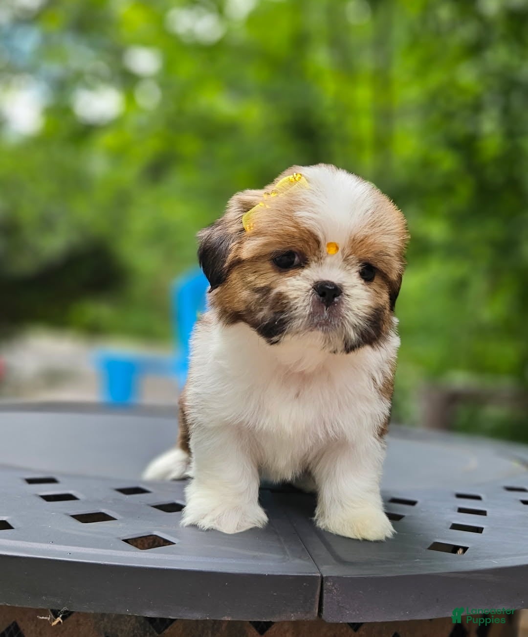 Shih Tzu dogs for sale: Shih Tzu Puppy 4 - Ad 1
