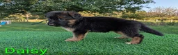 German Shepherd dogs for sale: Daisy - Ad 4