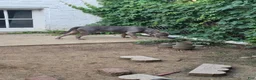 American Bully dogs for sale: Venom - Ad 5