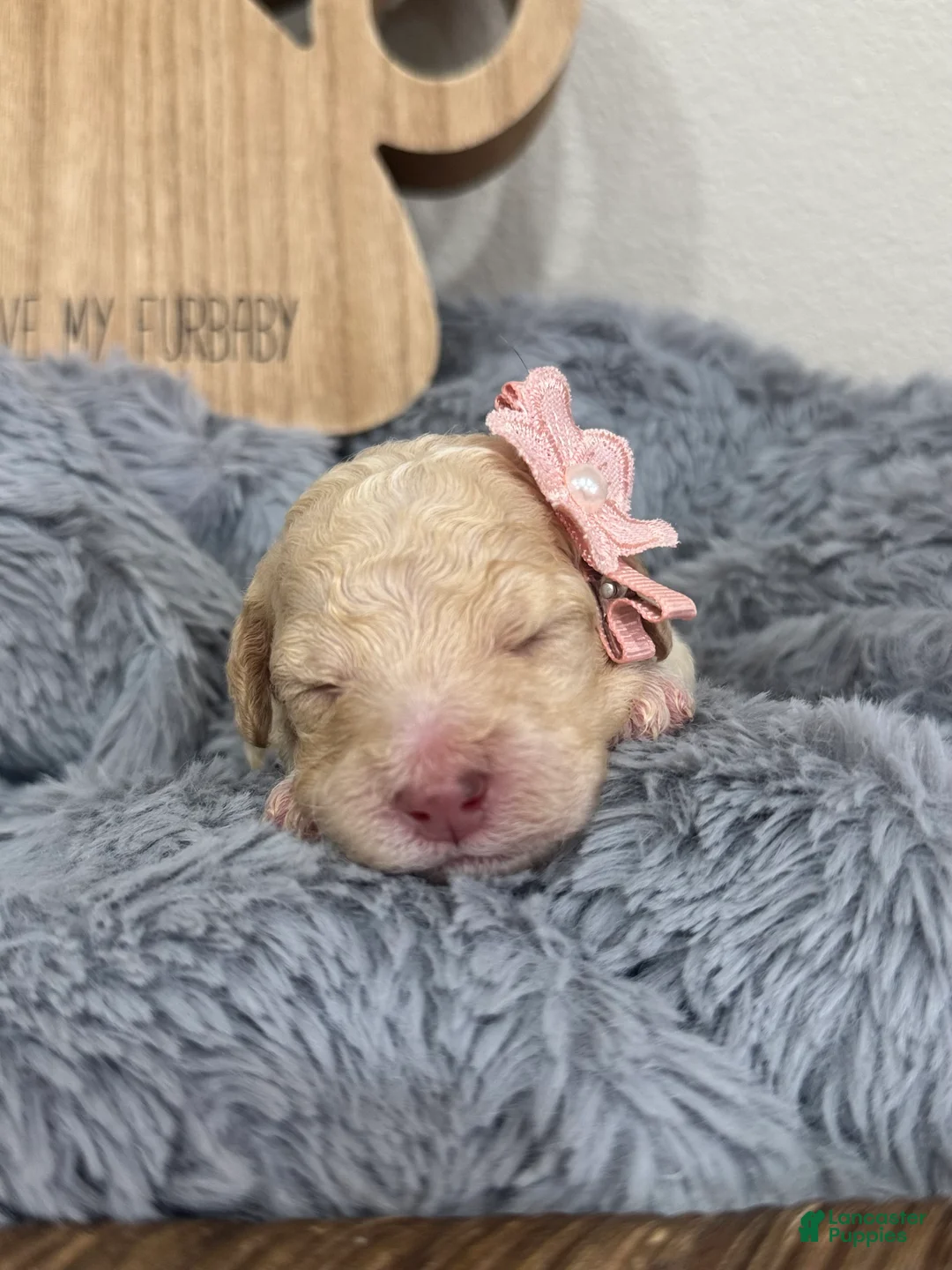 Mixed Breed dogs for sale: Dawn-Rose Collar - Ad 1