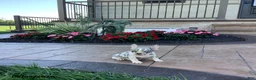 French Bulldog dogs for sale: Poppy - Ad 5