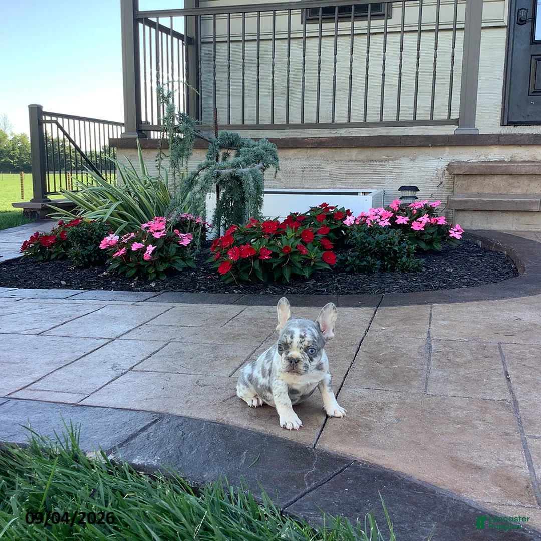 French Bulldog dogs for sale: Poppy - Ad 5