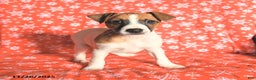 Jack Russell Terrier dogs for sale: Santa Paws - Ad 2