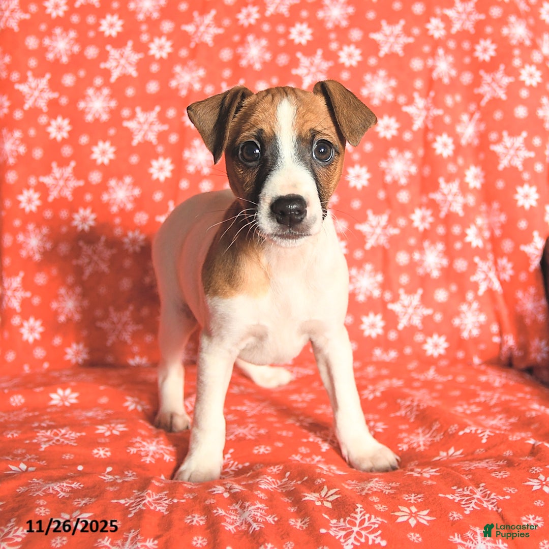 Jack Russell Terrier dogs for sale: Santa Paws - Ad 2