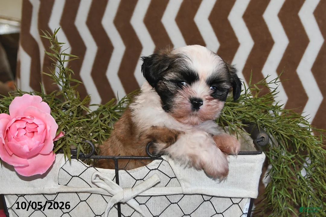 Shih Tzu dogs for sale: Benji - Ad 2