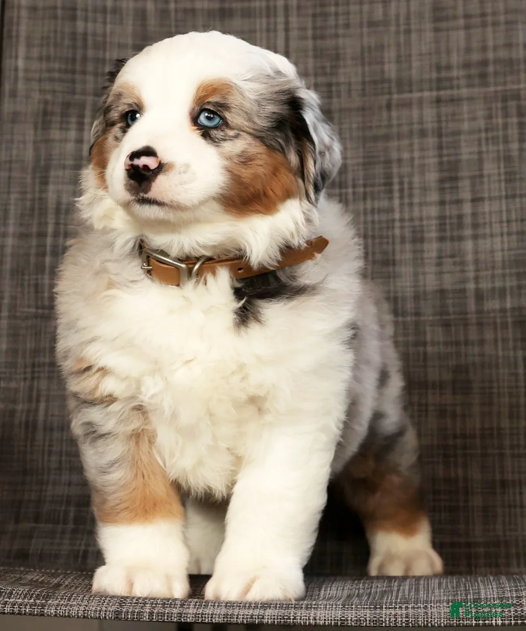 Miniature Australian Shepherd dogs for sale: Joey - Ad 6