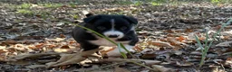 Border Collie dogs for sale: Catkin - Ad 3