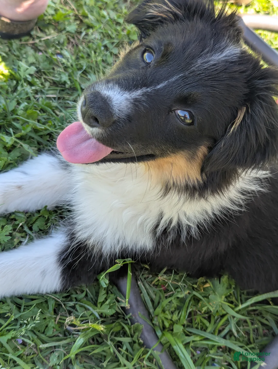 Miniature Australian Shepherd dogs for sale: Miniature Australian Shepherd Puppy 5 - Ad 1