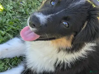 Miniature Australian Shepherd dogs Miniature Australian Shepherd Puppy 5 - Ad 2