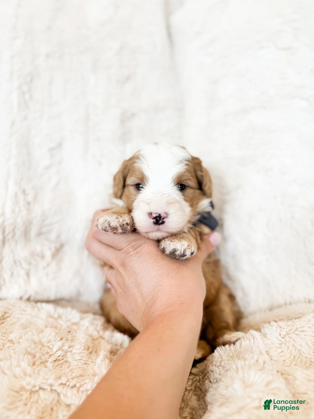 Bernedoodle dogs for sale: 'Froggy' Gray Collar Male Mediume Bernedoodle - Ad 2